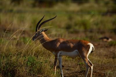 Side View of a Deer in a Field – Free Download