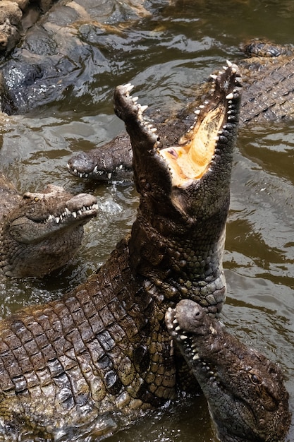 Crocodile Park in Mauritius – La Vanilla Nature Park | Free Stock Photos for Download