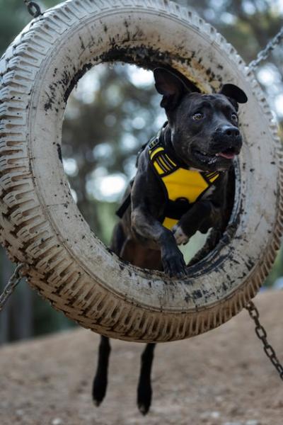 Dynamic Dog Running Through Tire During Training Session – Free Download