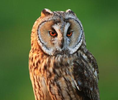 Close-up Portrait of an Owl – Free Download