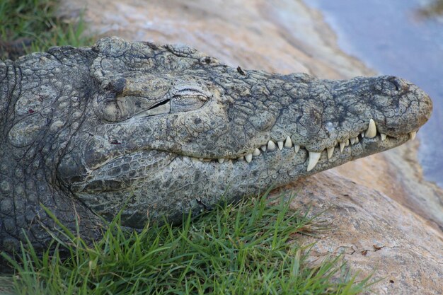 Close-up of Crocodile – Free Stock Photo for Download