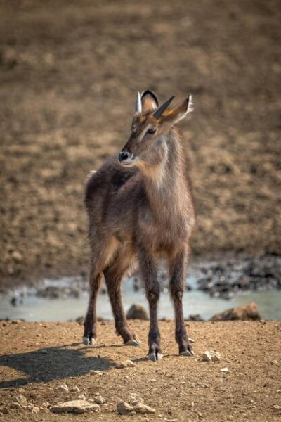 Young Male Common Waterbuck Near Waterhole – Free to Download