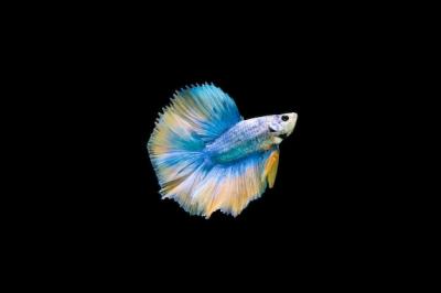 Beautiful Colorful Siamese Betta Fish – Free Download