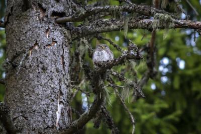 Brown and White Owl on Tree Branch – Free Stock Photo for Download