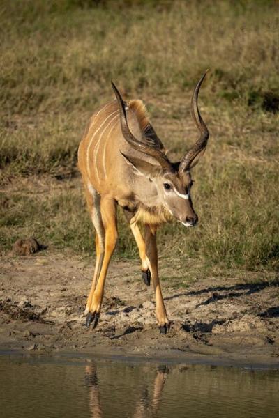 Deer Standing on Field – Free Stock Photo for Download