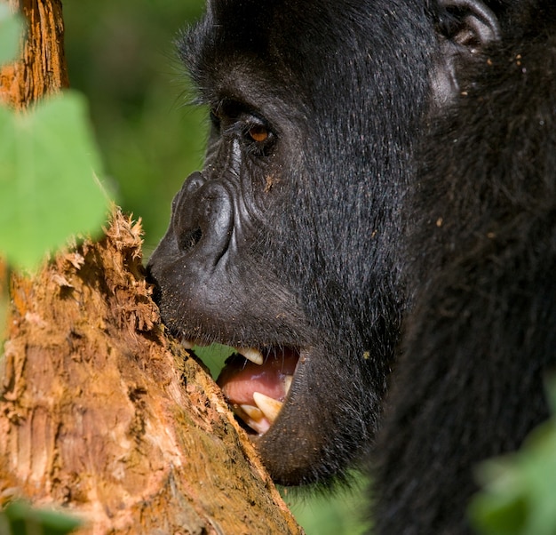 Mountain Gorilla Portrait in Bwindi Impenetrable Forest National Park – Free Download