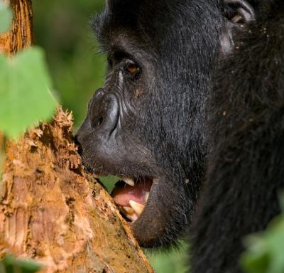 Mountain Gorilla Portrait in Bwindi Impenetrable Forest National Park – Free Download