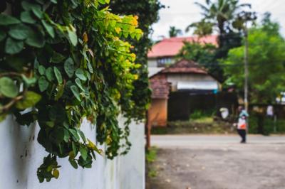 Plants Growing on a Wall – Free Stock Photo, Download for Free