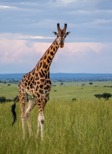 Giraffe in the Savannah – Download Free Stock Photo