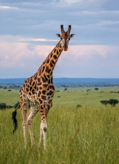 Giraffe in the Savannah – Download Free Stock Photo