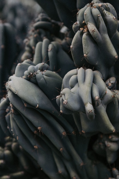 Spiky Rare Cactus Plant in a Desert – Free Stock Photo, Download for Free