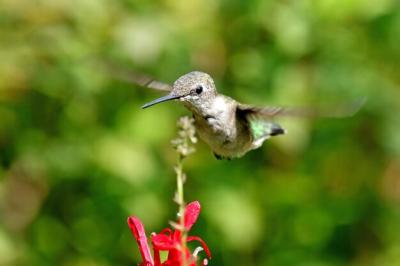 Close-up of Hummingbird Flying Over Red Flower – Free Stock Photo for Download