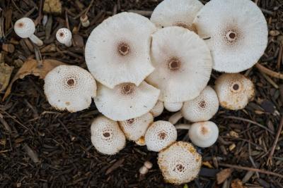 Fresh Closeup Nature Photos for Summer and Spring – Free to Download