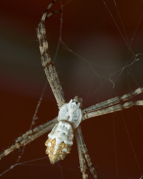 White Spider in Its Spider Web – Download Free Stock Photo