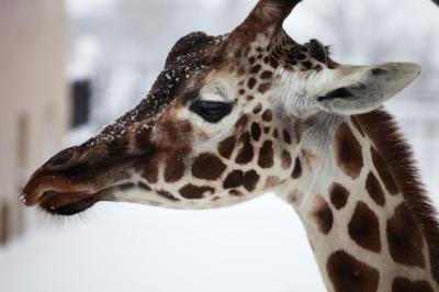 Closeup of a Giraffe in Snowfall at Hokkaido Zoo – Free Download