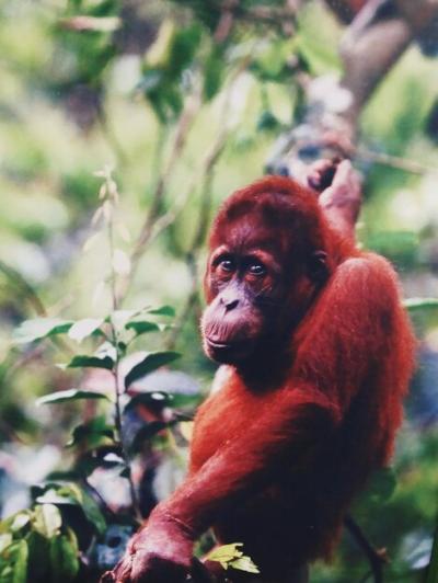 Monkey Sitting on Tree – Free Stock Photo for Download