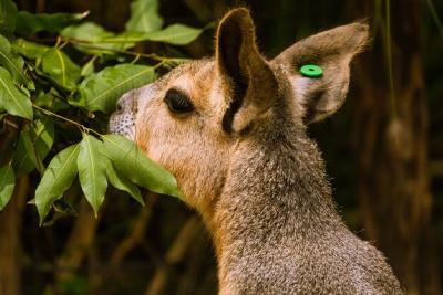 Close-up of a Rabbit – Free Stock Photo Download