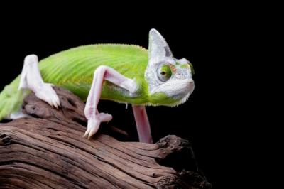 Juvenile Female Pied Veiled Chameleon on Wood – Closeup on Branch | Free Download