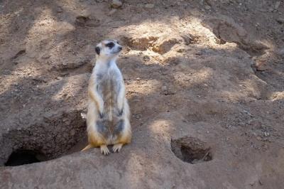 Squirrel Standing on Rock – Free to Download Stock Photo