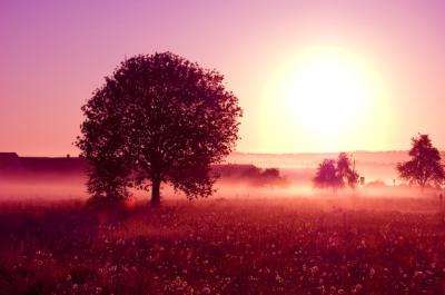 Tree with a Large Sun – Free Stock Photo for Free Download