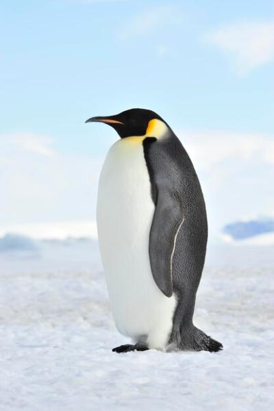 High Angle View of a Bird on the Beach – Free Download