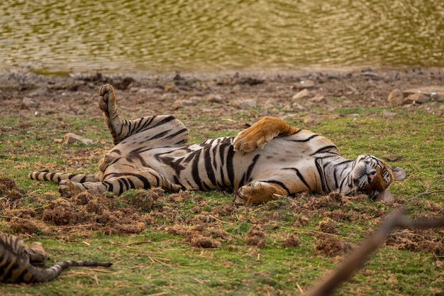 Amazing Tiger in Its Natural Habitat – Free Stock Photo for Download