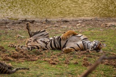 Amazing Tiger in Its Natural Habitat – Free Stock Photo for Download