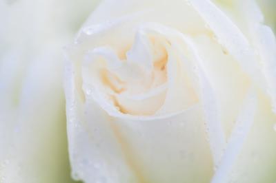 Close-Up Macro Flower Photography – Free Download