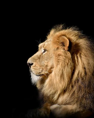 Lion Photography – Download Free Stock Photos