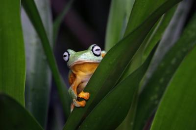 Closeup of a Flying Frog on a Branch – Javan Tree Frog Image | Free to Download