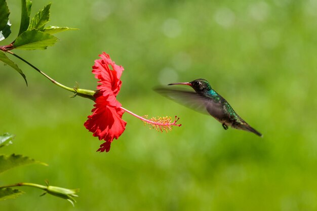 Close-up of Hummingbird Hovering by Red Flower – Free Stock Photo for Download