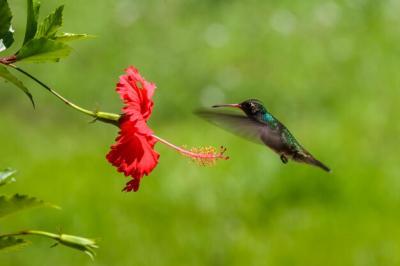 Close-up of Hummingbird Hovering by Red Flower – Free Stock Photo for Download