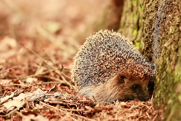 Cute Little Spiny Hedgehog in Autumn Forest – Free Stock Photo, Download for Free