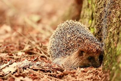 Cute Little Spiny Hedgehog in Autumn Forest – Free Stock Photo, Download for Free