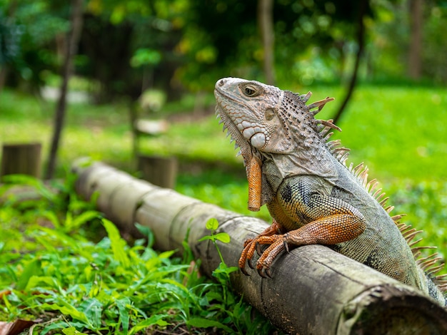 A Lizard Standing on Wooden Surface in the Garden – Free Stock Photo, Download Free Stock Photo