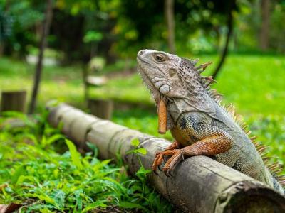 A Lizard Standing on Wooden Surface in the Garden – Free Stock Photo, Download Free Stock Photo