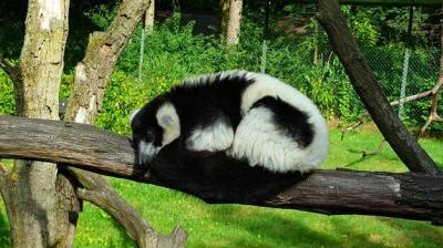 Lemur Resting on a Tree Branch – Free Download Stock Photo