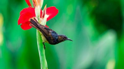 Close-Up of Fly on Red Flower – Free Stock Photo for Download