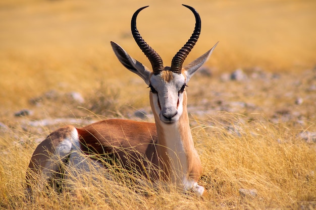 Wild African Animals: Springbok in Tall Grass at Etosha National Park, Namibia – Free Download