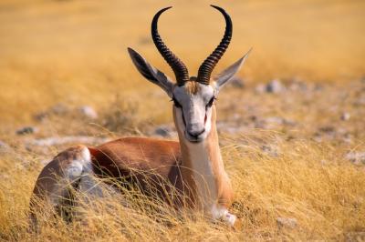 Wild African Animals: Springbok in Tall Grass at Etosha National Park, Namibia – Free Download