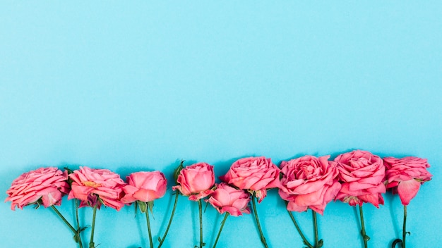Pink Flowers Arrangement Over Turquoise Backdrop – Free Download