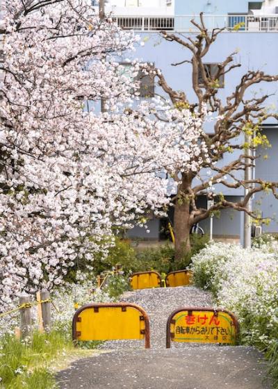 Beautiful Peach Tree Blossom in Japan – Free Download