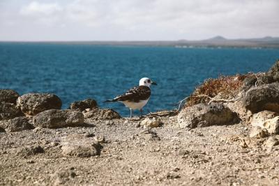 Gull with Black Beak on Cliff Against Blurred Sea – Free Stock Photo, Download Free