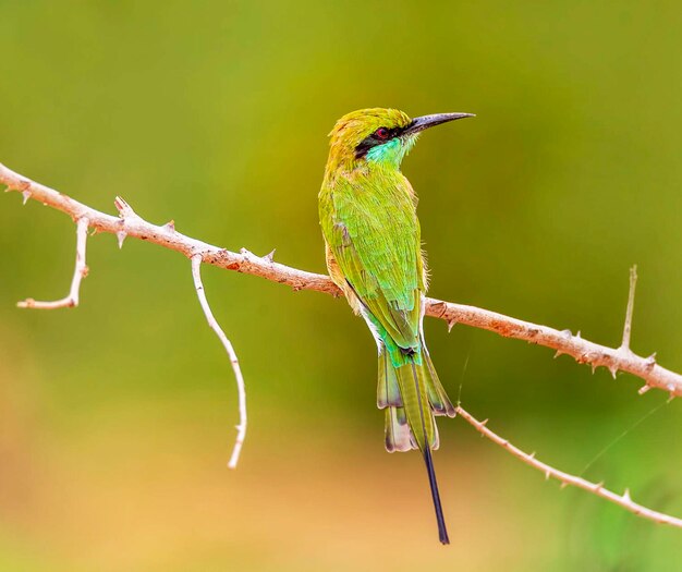 Close-up of Bird Perching on Branch – Free Stock Photo for Download