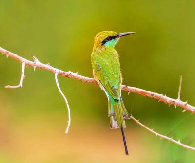 Close-up of Bird Perching on Branch – Free Stock Photo for Download