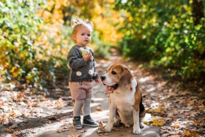 Girl Holding Ball Next to Beagle Dog in Forest – Free Download