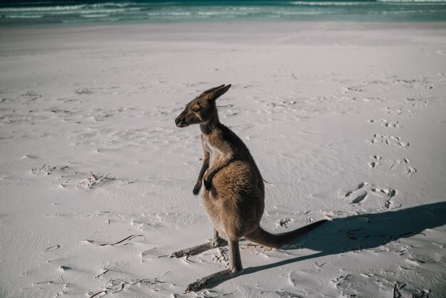 Kangaroo in Australia – Free Stock Photo Download