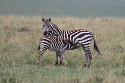 Zebra Standing on Field with Child – Free Stock Photo, Download for Free