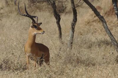 Deer in a Field – Free Stock Photo for Download