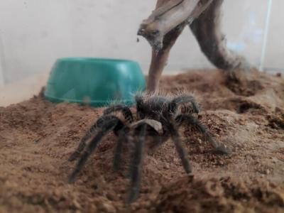 Close-Up of Spider – Free Stock Photo for Download